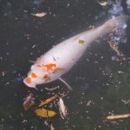 Kontemplative Ausflüge