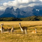 Torres del Paine