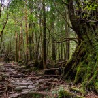 Shinrin Yoku 森林浴 Waldbaden